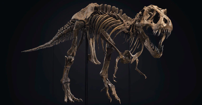 T. Rex Skeleton ‘Stan’, The World’s Most Expensive Fossil, Is Headed To A New Home