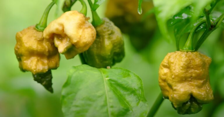 ‘Pepper X’ Has Been Crowned World’s Hottest Chili Pepper